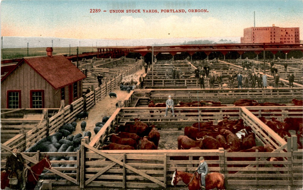 UNION STOCK YARDS, PORTLAND, OREGON, EDW.H.MITCHELL Postcard