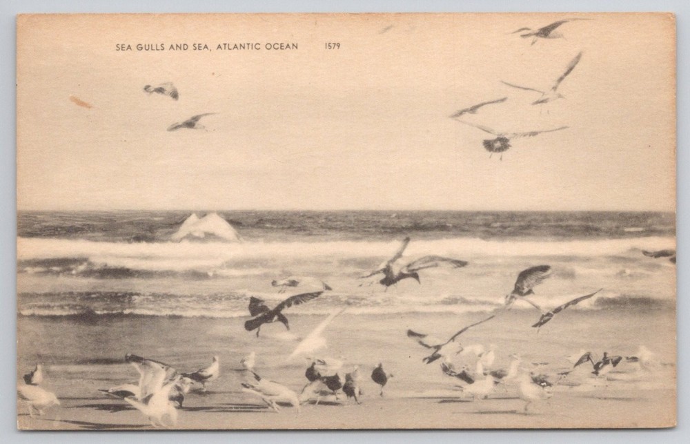 Vintage Atlantic Ocean Postcard - Sea Gulls & Waves - American Art Co.