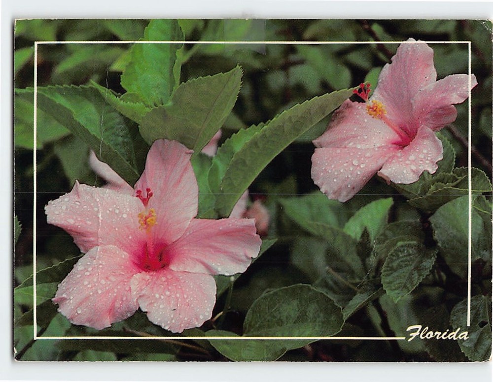 Postcard Hibiscus Flowers in Florida USA