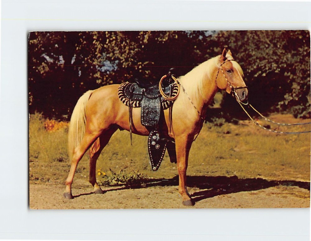Postcard Prize Palomino Horse
