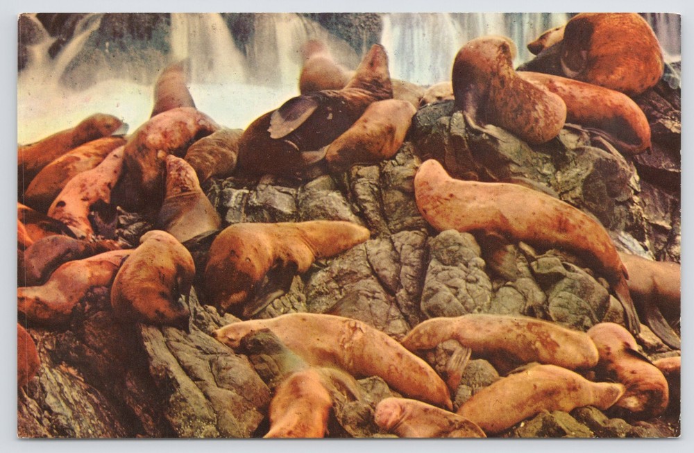 Animal~Sea Lions On Rocks Of Pacific Ocean Oregon Coast~Vintage Postcard