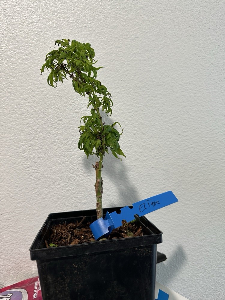 Acer palmatum 'El Tigre' Mendoza Japanese Maple 1 gallon-image