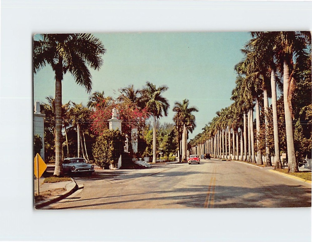 Postcard Avenue of Stately Royal Palms Florida USA