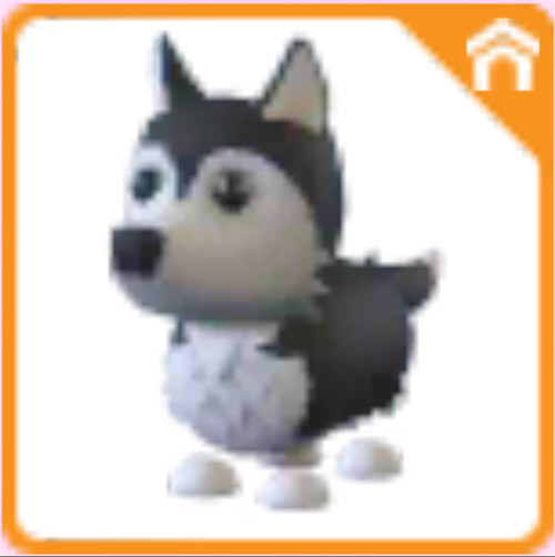 Husky - Adopt right now