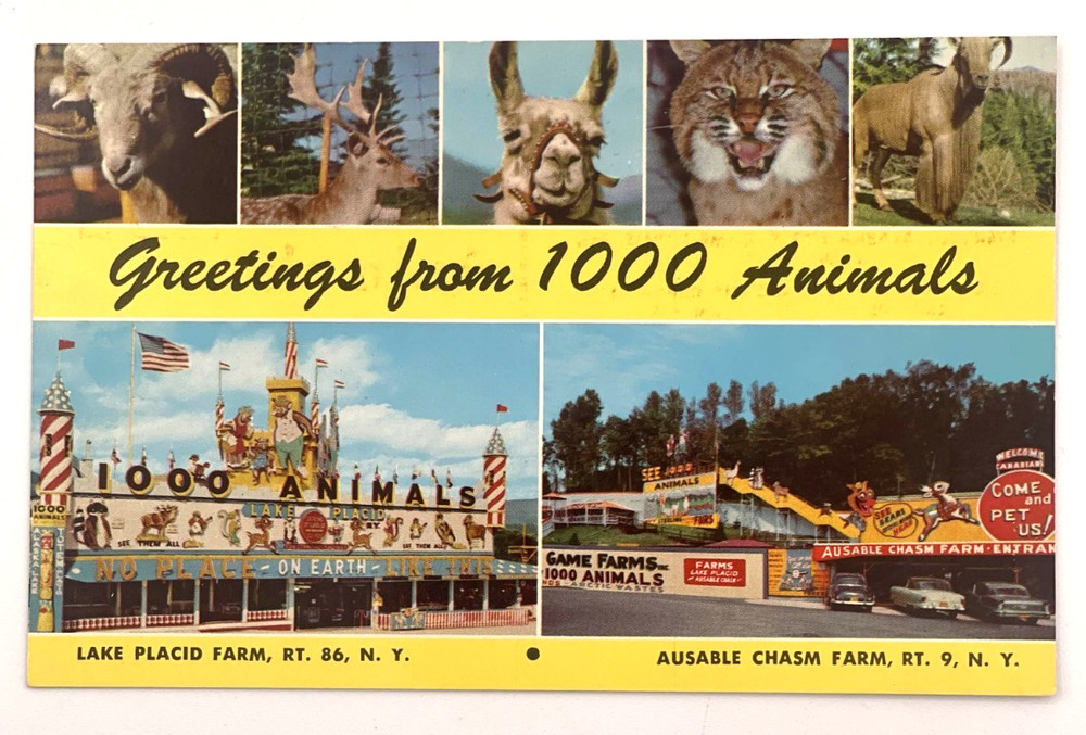 Lake Placid Farm, Ausable Chasm, Greetings From 1000 Animals, New York Postcard