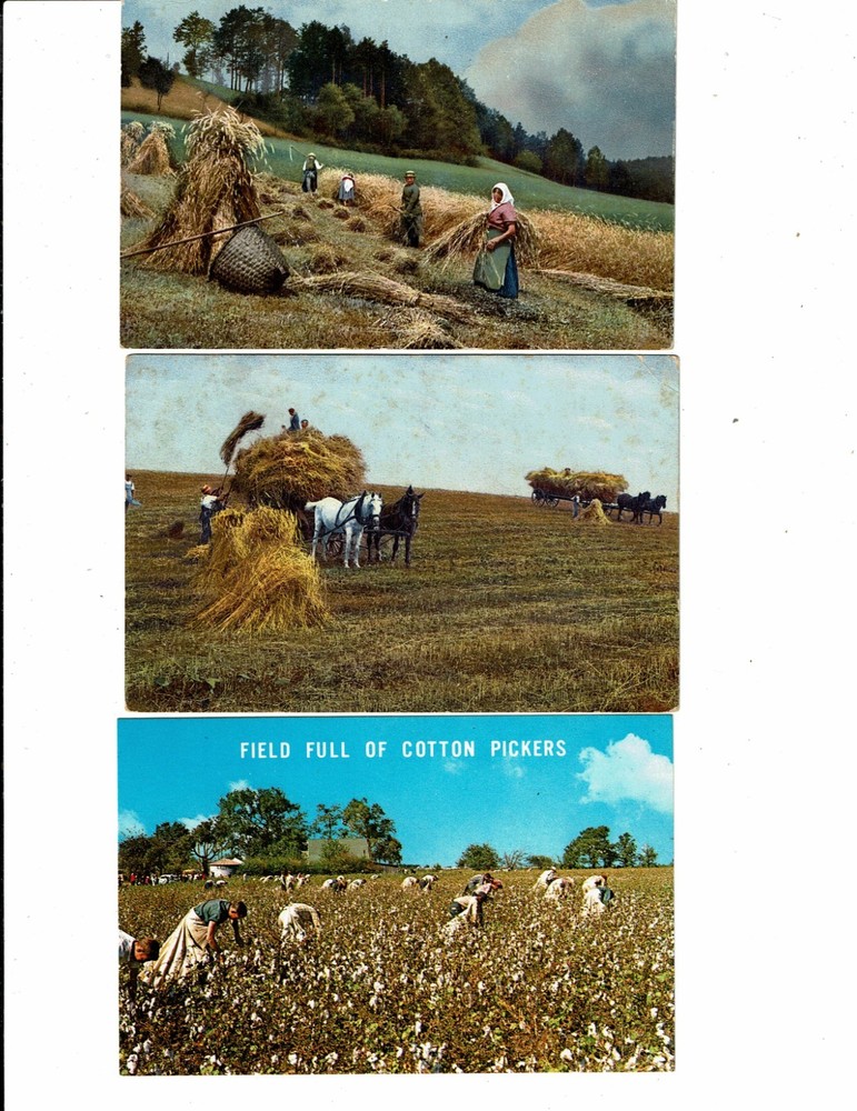 3 Card Lot, Life on the Farm, Agriculture, Hay Harvest, Picking Cotton!