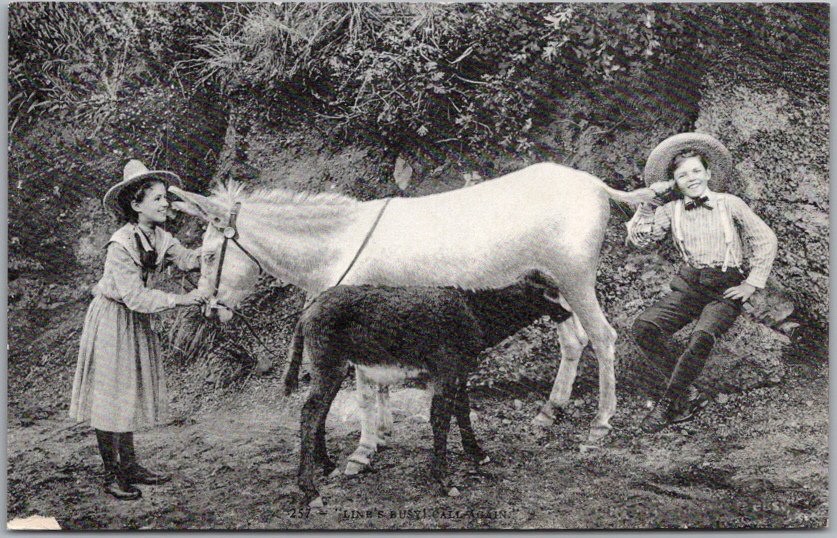 c1910s Animal Comic Postcard Boy & Girl Using Donkey as a Telephone / Mitchell