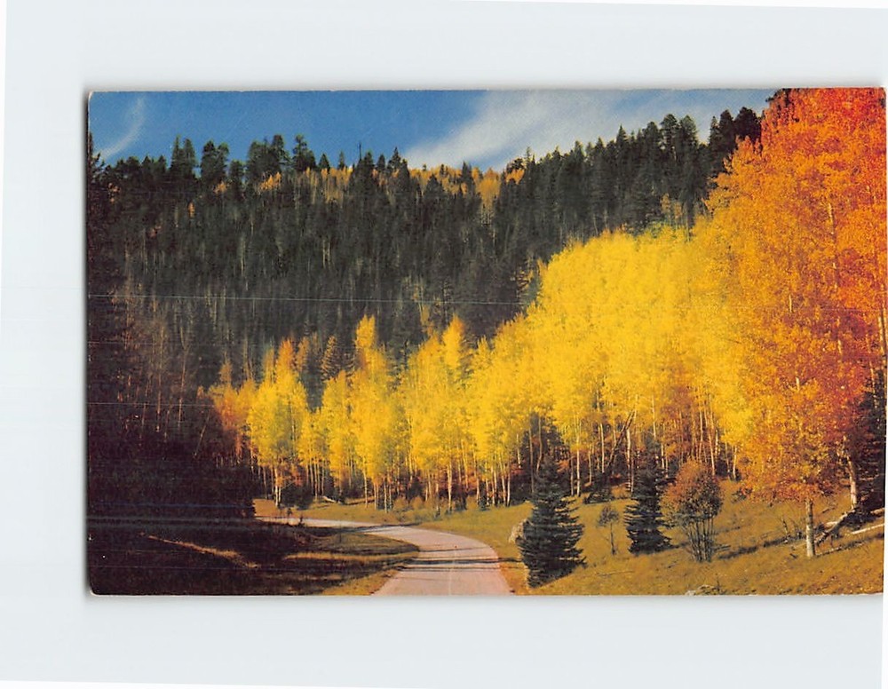 Postcard Kaibab National Forest near Grand Canyon National Park Arizona USA