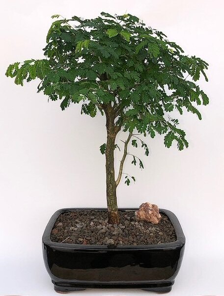 Brazilian Raintree Bonsai Tree Live Flowering Pithecellobium Tortum Plant 17'' H
