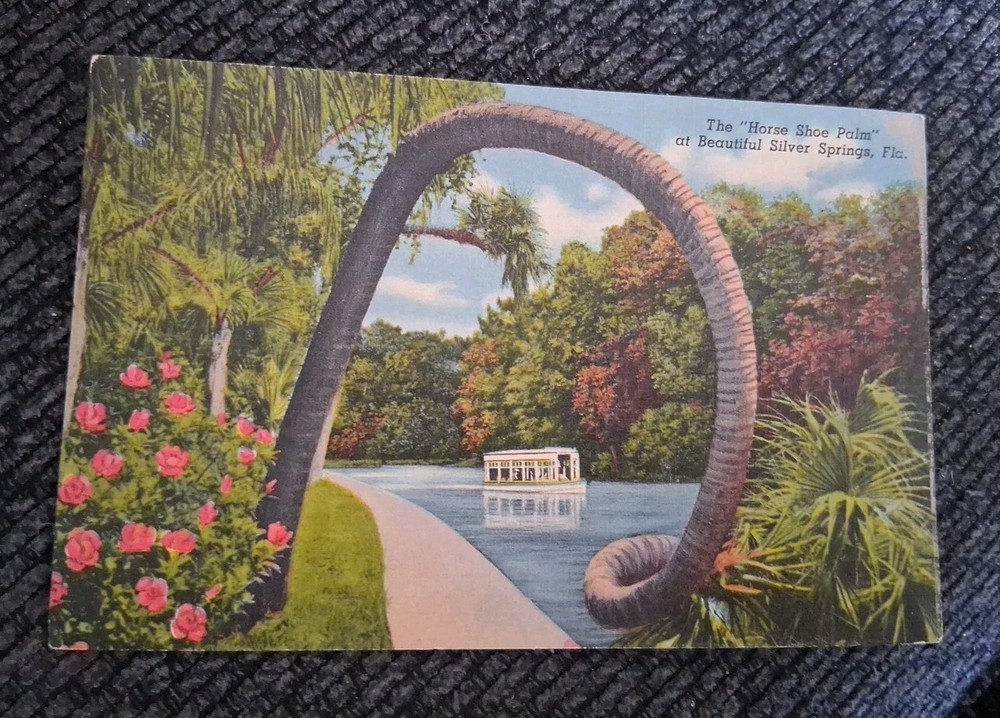 Silver Springs, Florida  Horse Shoe Palm Beautiful Silver Springs Teich Vintage
