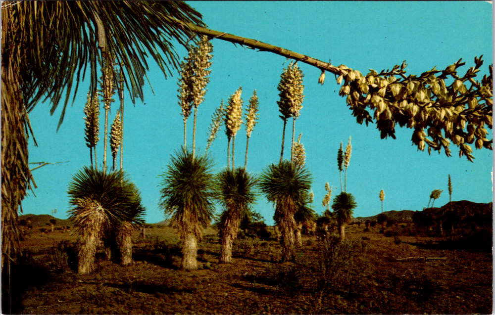Vintage Postcard Desert Yucca Spanish Bayonet Arizona