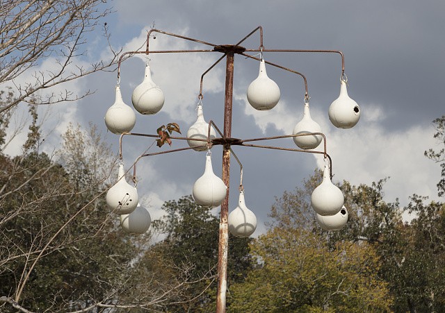 Photo:Florence Mississippi 2017 Purple Martin Gourd Birdhouse Nesting Rack
