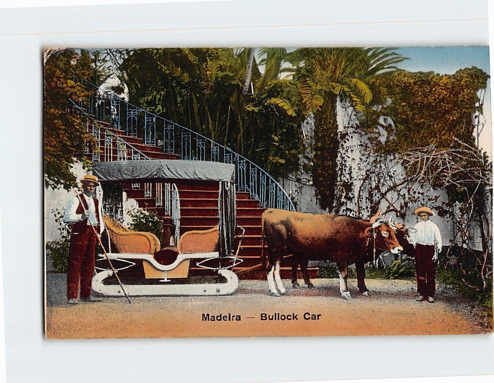 Postcard Bullock Car Madeira Portugal