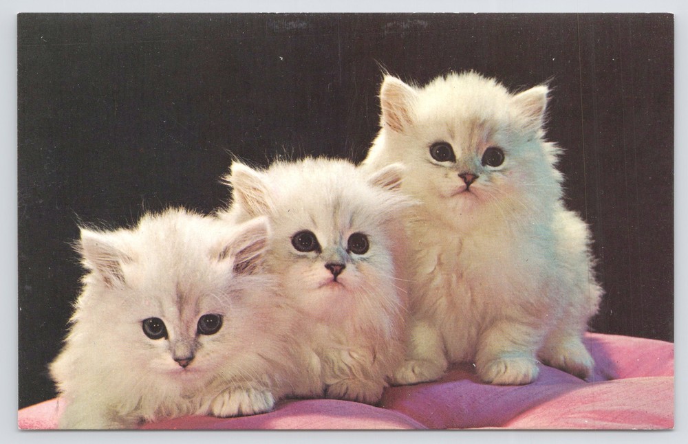 Animal~Cat~Three Fluffy White Kittens Like Stairsteps On Pink Cushion~Vintage PC
