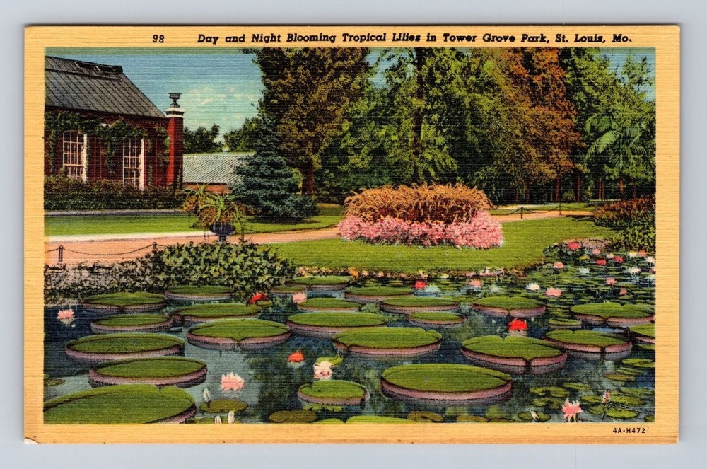 St Louis MO-Missouri, Tower Grove Park, Tropical Lilies Vintage Postcard