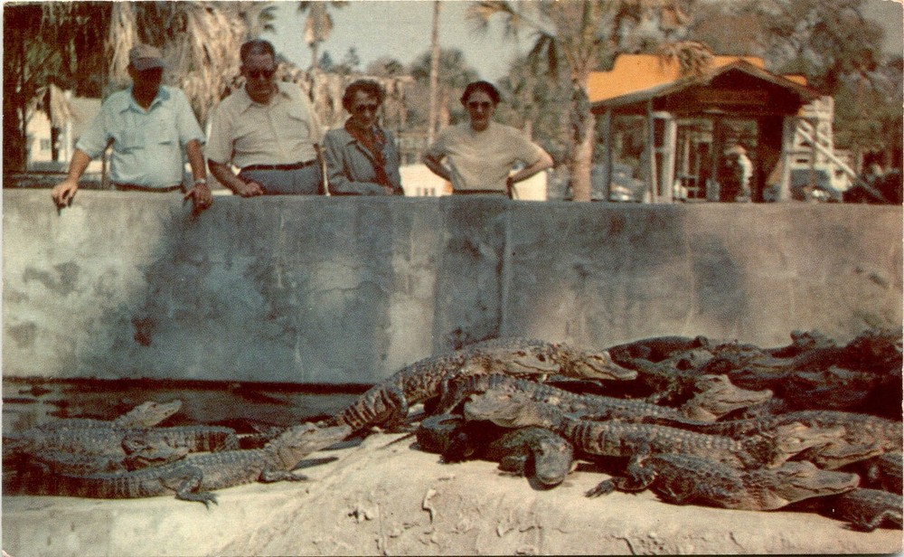 Johnson Drug Co., Tampa, Fla, Ross Allen's Reptile Institute, Silver Postcard
