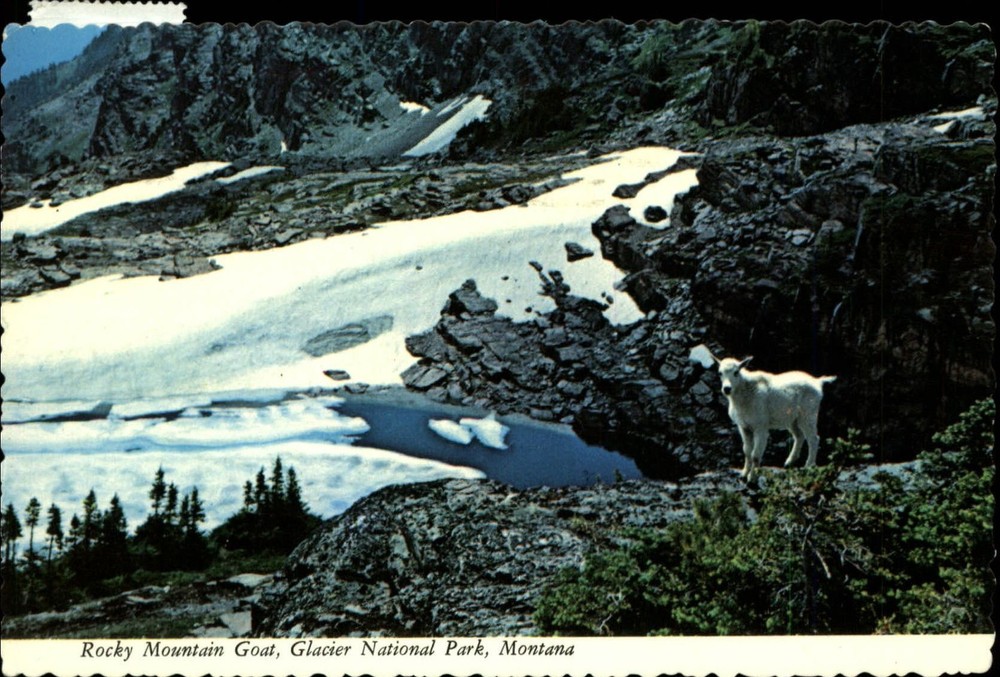 Rocky Mountain Goat Glacier Natl Park Montana ~ postcard sku365