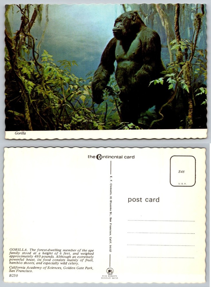 Vintage Gorilla Postcard California Academy of Sciences San Francisco Zoo Animal-image