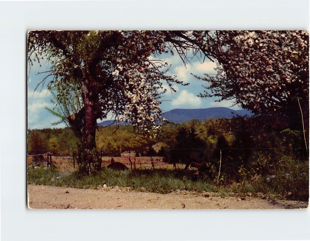 Postcard Apple Blossom Time in West Central Vermont USA