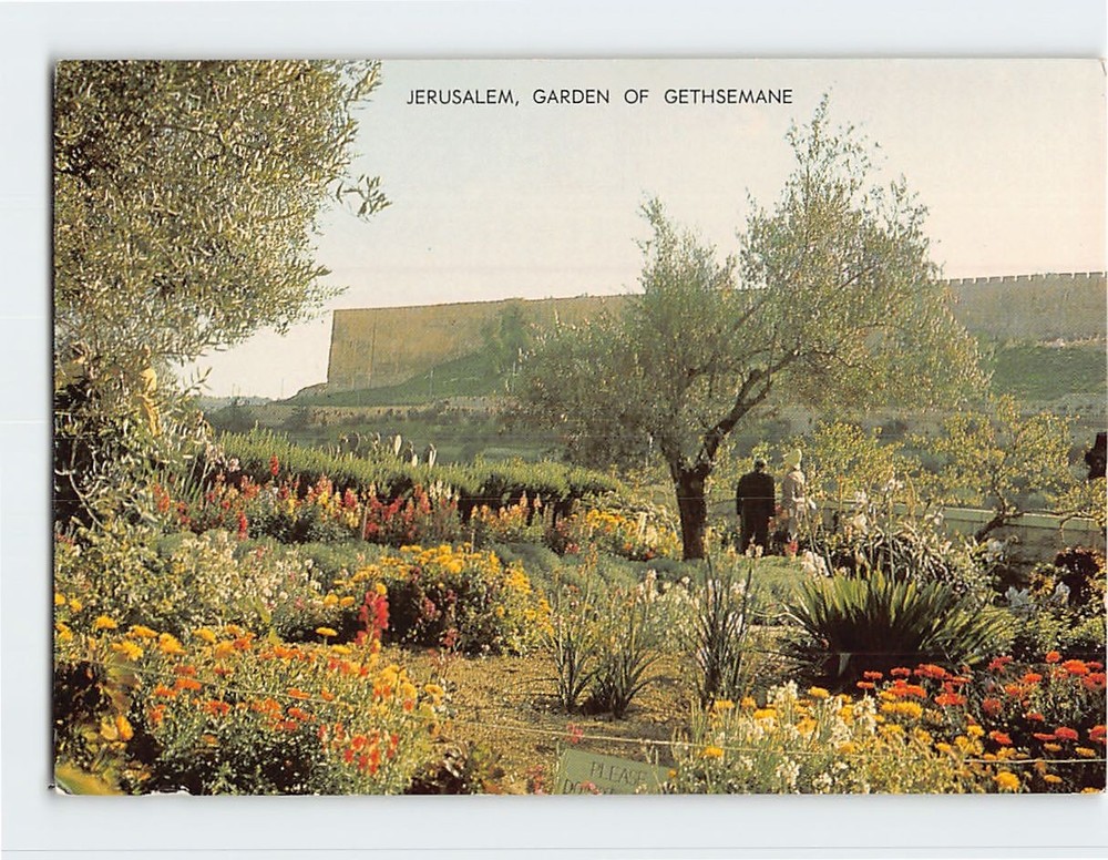 Postcard Garden of Gethsemane Jerusalem Israel