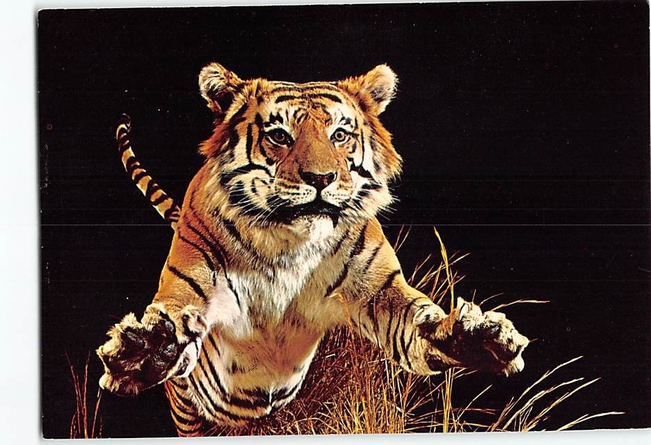 Postcard Bengal Tiger