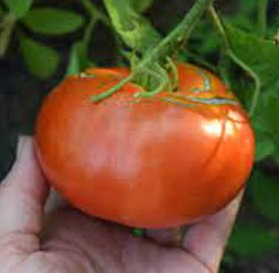 50 Seeds Andrew Rahart's Jumbo Tomato Heirloom Vegetable Tomatoe Garden Edible