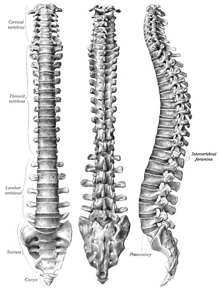 4139.Medical views o vertebral column.side.frontal.POSTER.Home School art decor