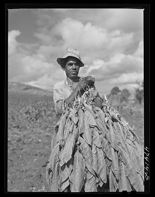 Photo:Guanica Puerto Rico 1942 Tobacco Harvesting Field Worker