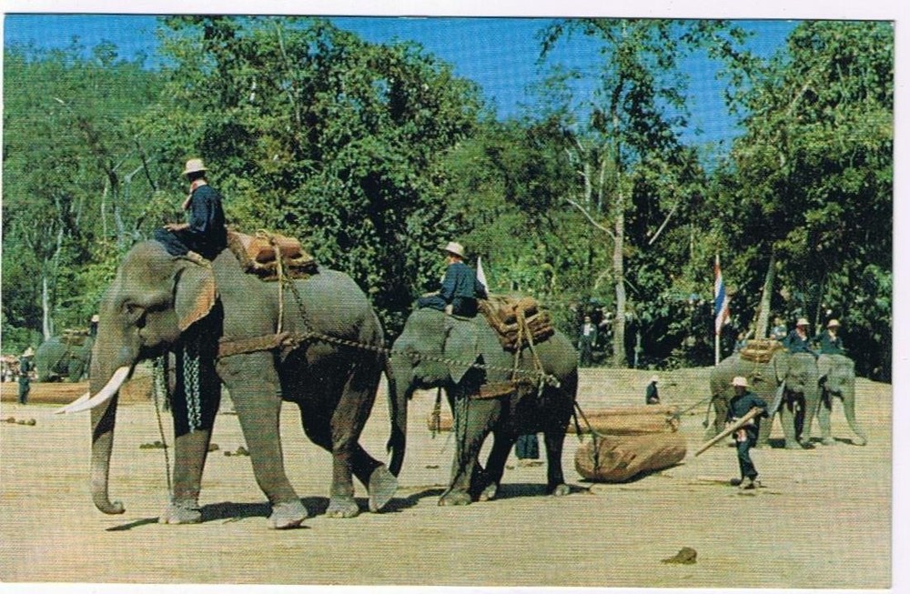 Thailand Postcard Chiengmai Elephants Working In The Forest