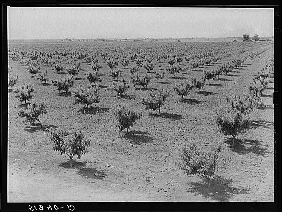 Flint River Farms,GA,Georgia,Farm Security Administration,FSA,May 1939,4