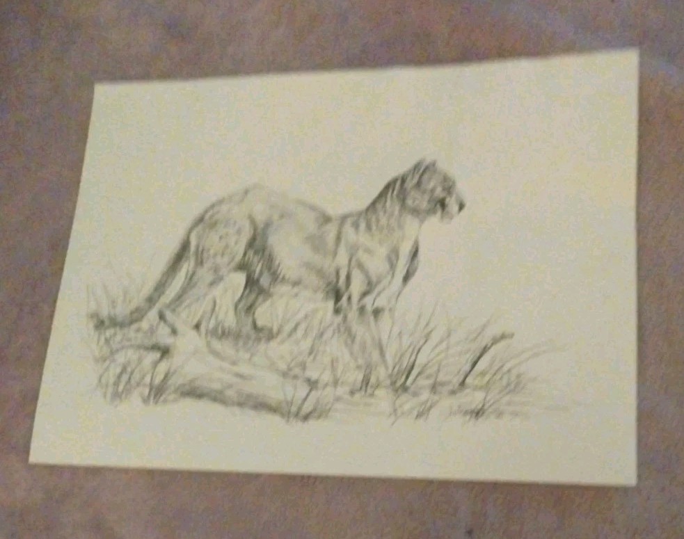 James Jokerst Print Cougar Puma Mountain Lion Art