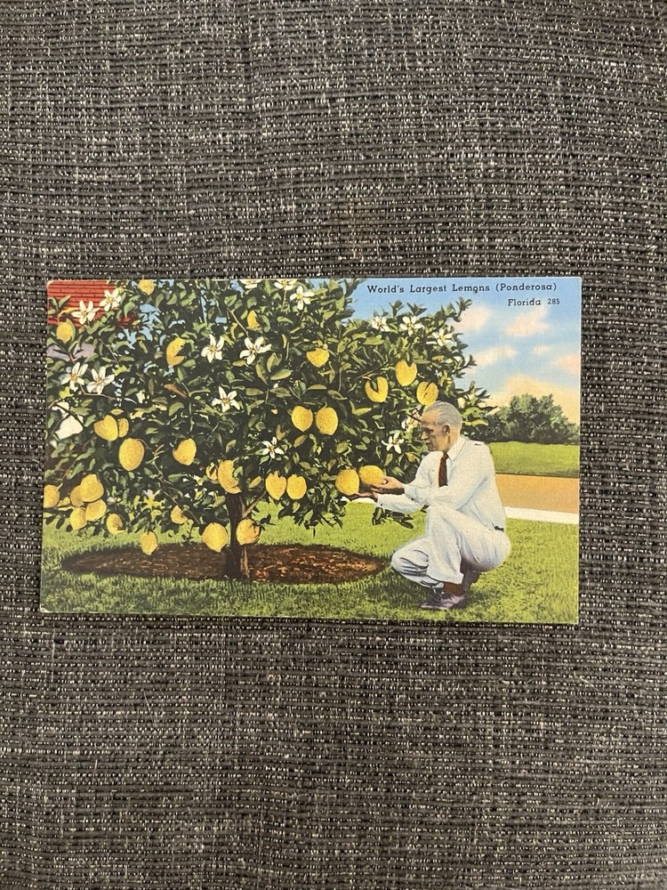 Vintage Linen Postcard Bonita Springs, FL~ World's Largest (Ponderosa) Lemons