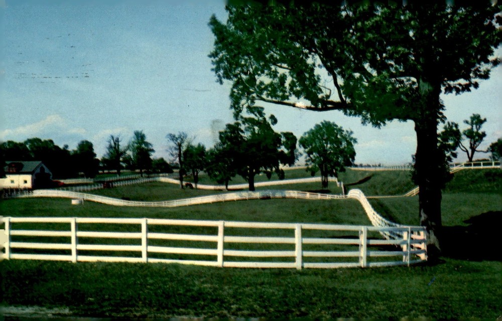 Calumet Farm, Lexington Race Horses Postcard