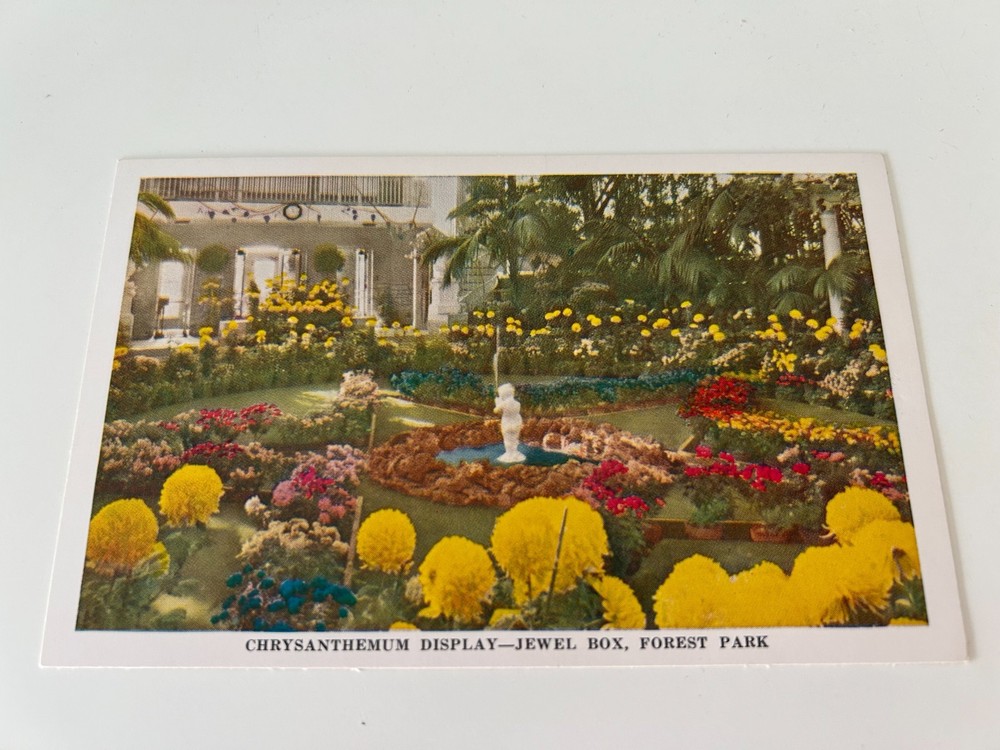 Chrysanthemum Display Jewel Box Forest Park St Louis Missouri Postcard