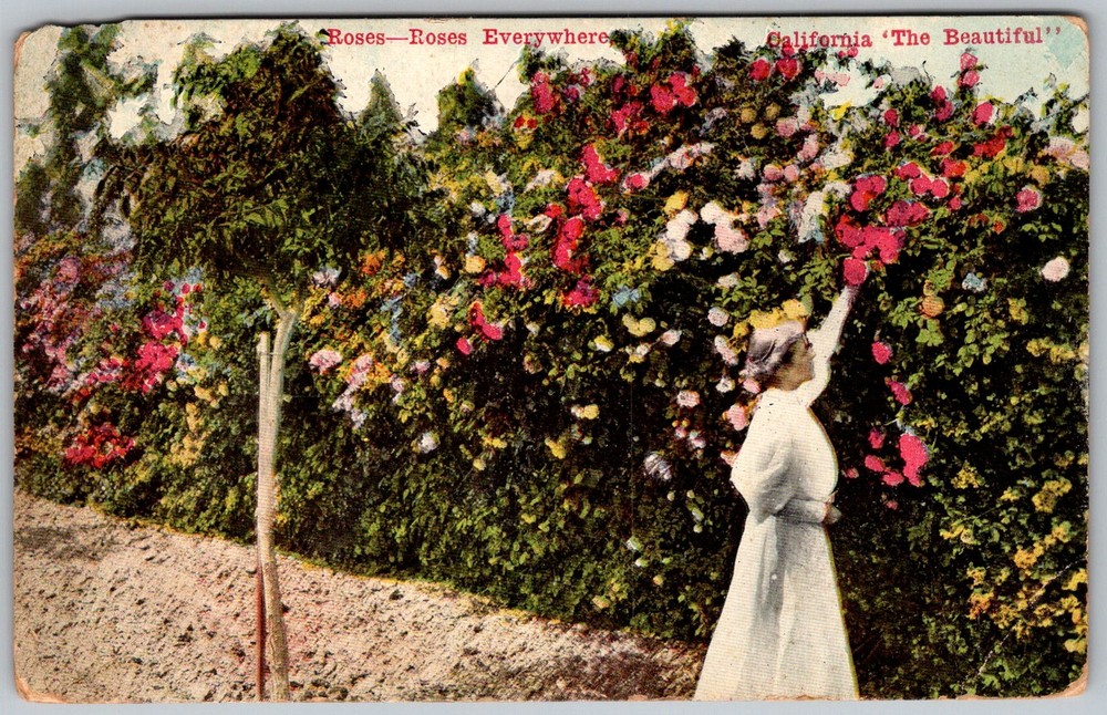 Antique Postcard Roses Hedge Woman Los Angeles, CA 1910s