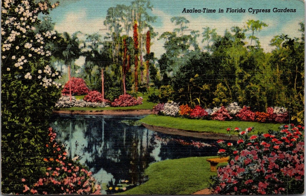Dr Jim Stamps Postcard Azalea Time In Florida Cypress Gardens Flowers Linen