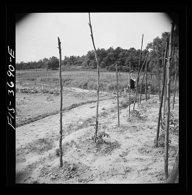Photo:Greenbelt Maryland 1942 Residents Working in Garden Plot