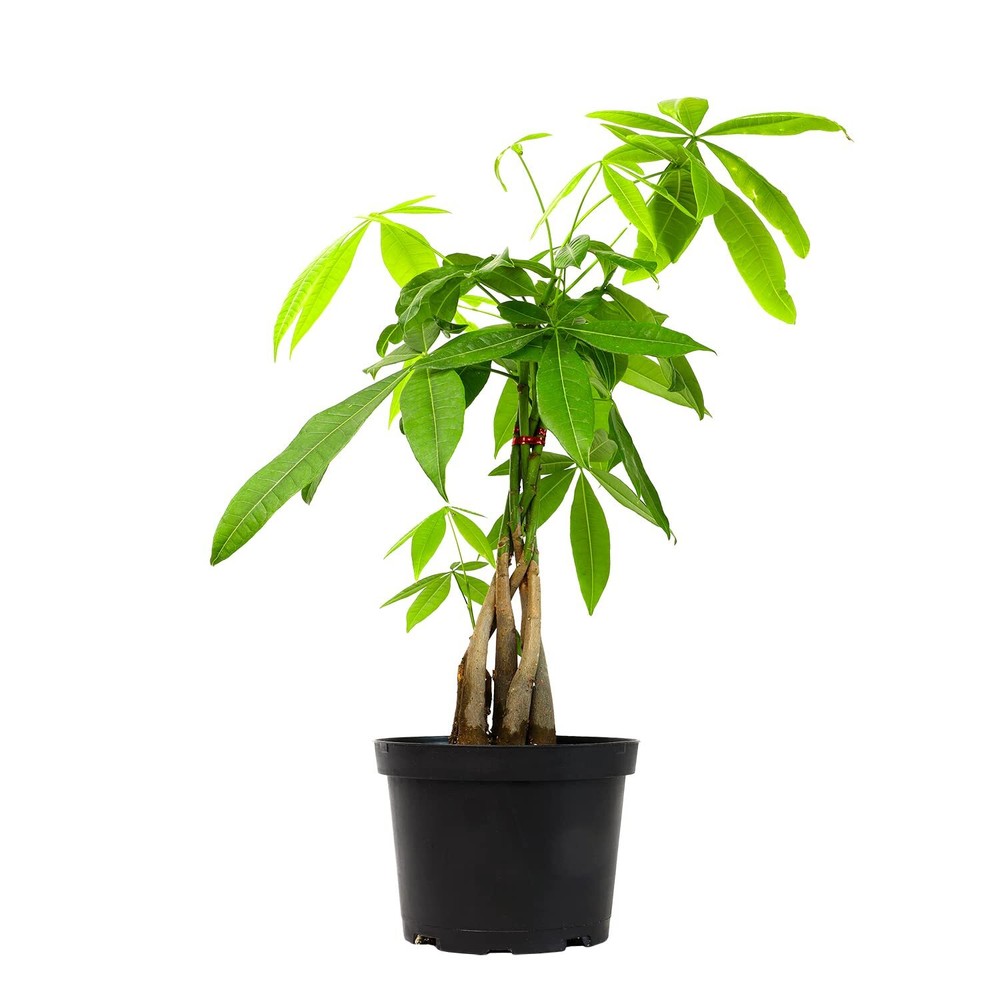 Money Tree Plant Indoor House Plants, Chinese Money Plant Decor, Bonsai Tree ...