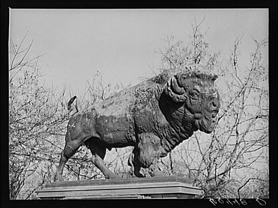 Photo:Washington DC 1939 Buffalo on Bridge Street Scene FSA