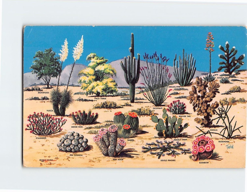 Postcard Cacti And Desert Flora Of The Great Southwest