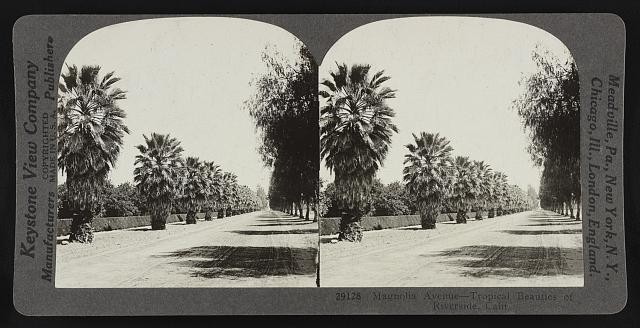 Photo:Magnolia Avenue - tropical beauties of Riverside, Calif.
