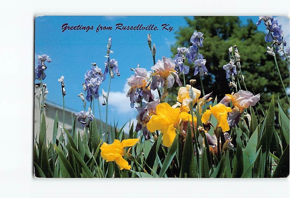 Postcard Beautiful Iris Flowers