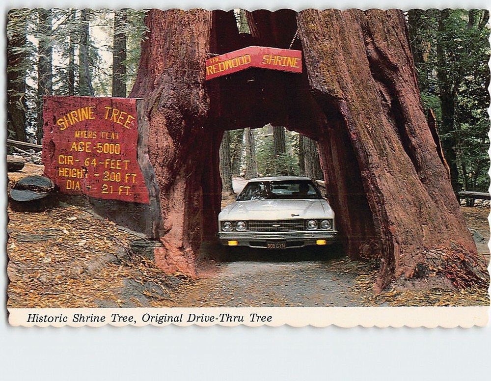 Postcard Historic Shrine Drive Original Drive-Thru Tree Myers Flat California
