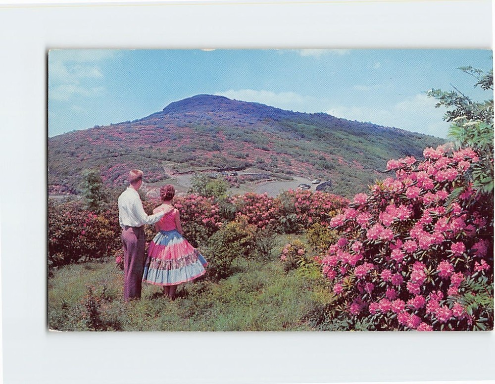 Postcard Craggy Gardens Blue Ridge Parkway Black Mountain North Carolina USA