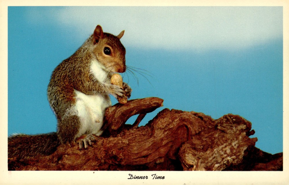 1950s Curteichcolor Squirrel Dinner Time Peanut Chrome Nature Postcard