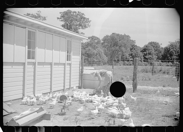 Photo:Scioto Farms Ohio 1930s Farm Woman Feeding Chickens Poultry Coop