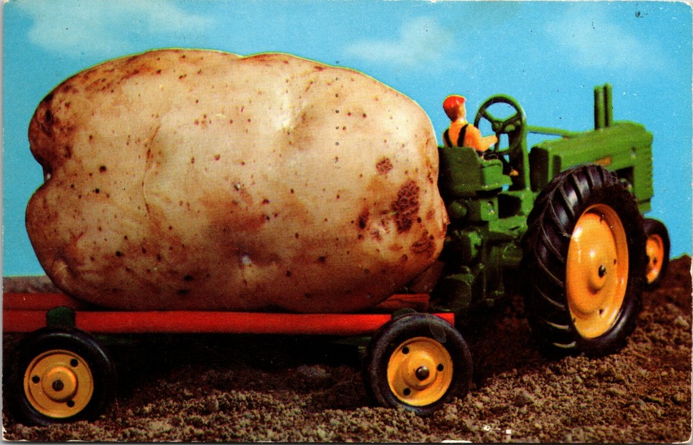 Actual View of Masterfully Farmed Very Large Potato in Idaho Vintage Postcard