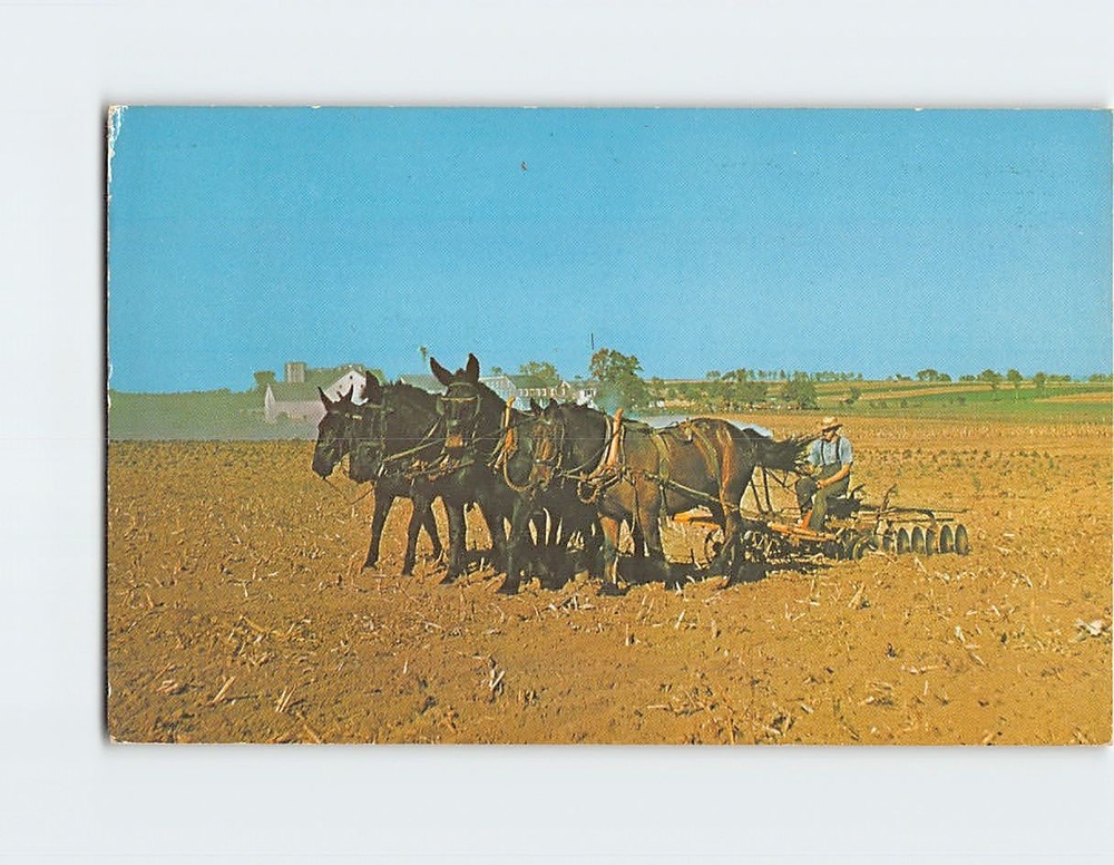 Postcard Greetings From The Amish Country Pennsylvania USA