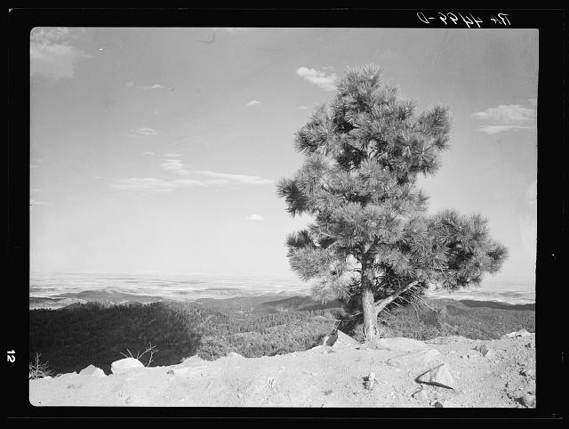 Photo:Custer State Park South Dakota 1936 Pine Tree Scenic Vista
