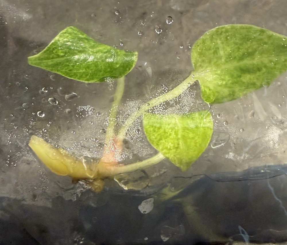 Anthurium Reninsance Rare Variegated Tissue Culture Live Plant